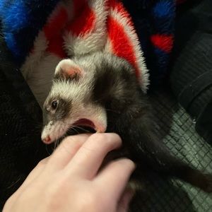 Meet your Posher, Hannah